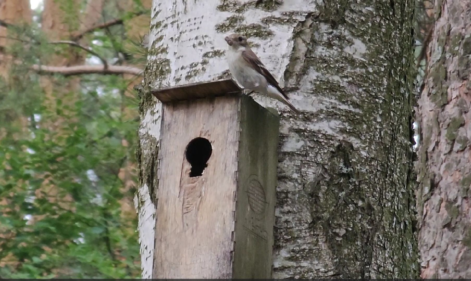 Кузьминский лесопарк, птицы Подмосковья, Котельники