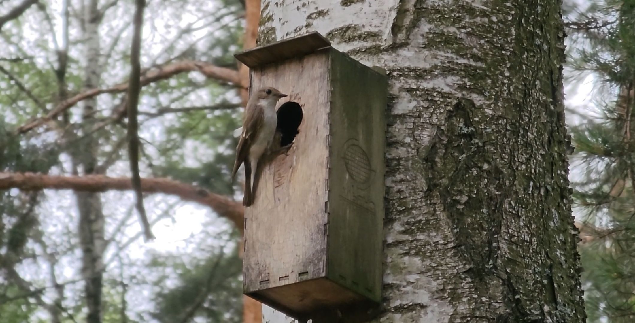Кузьминский лесопарк, птицы Подмосковья, Котельники
