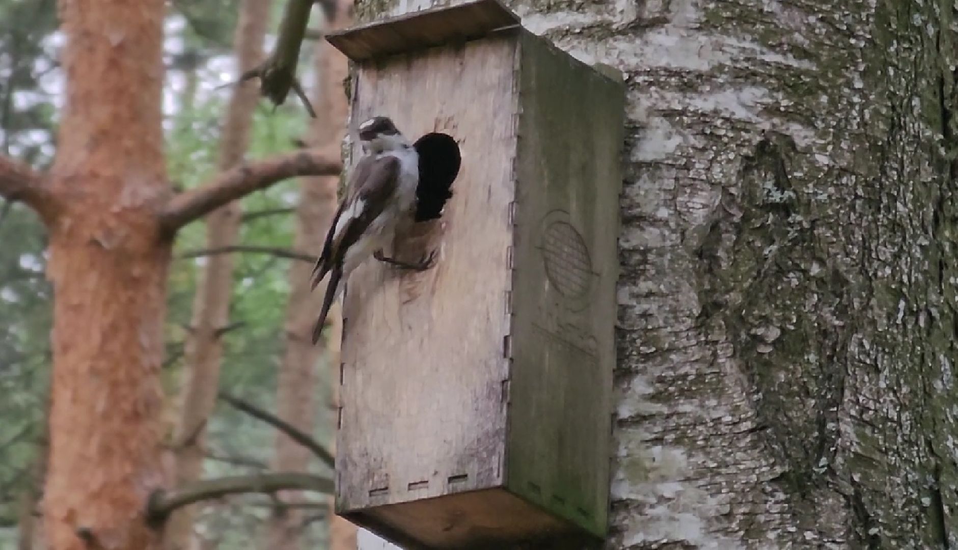 Кузьминский лесопарк, птицы Подмосковья, Котельники