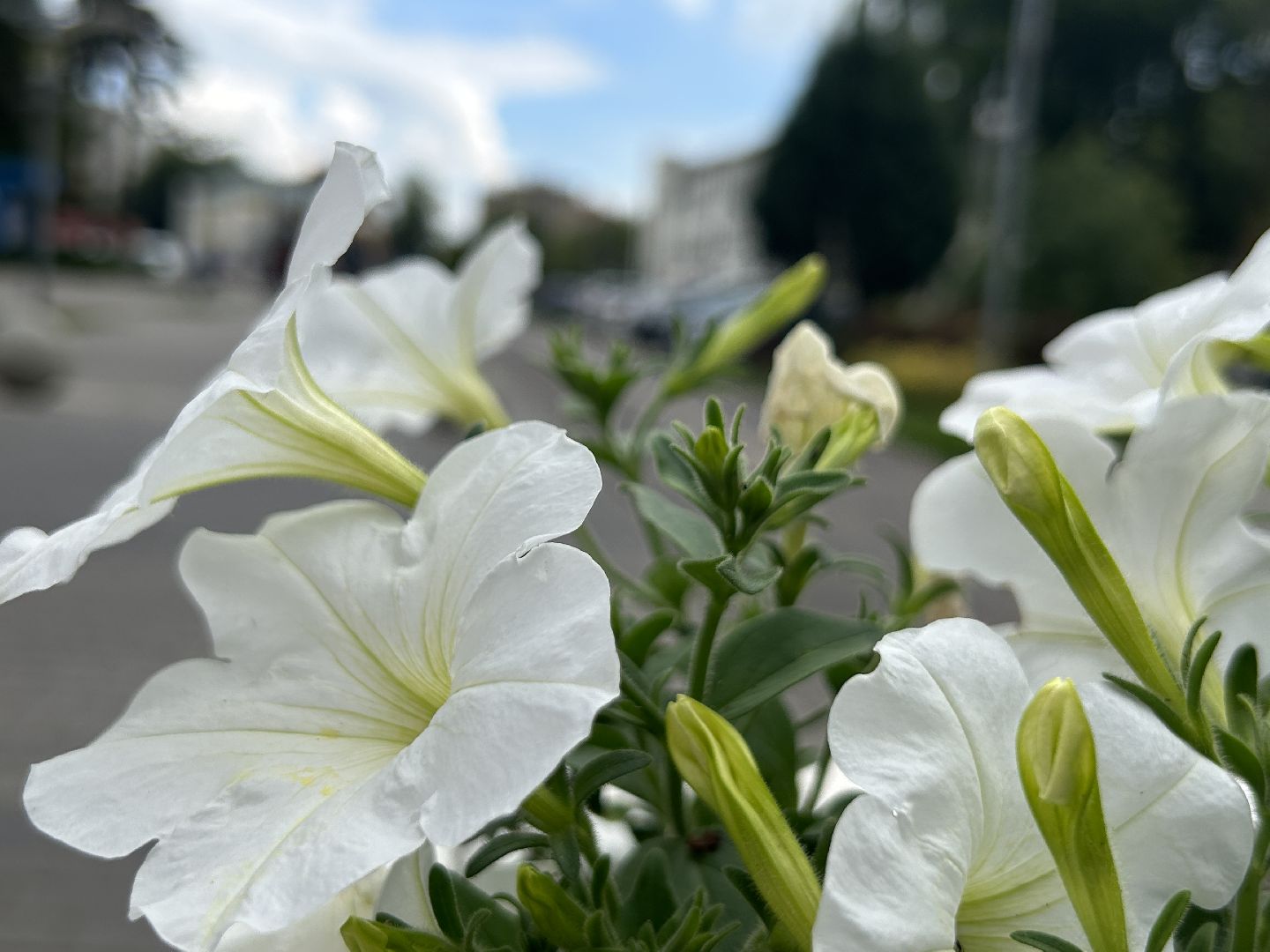 благоустройство, Щёлково