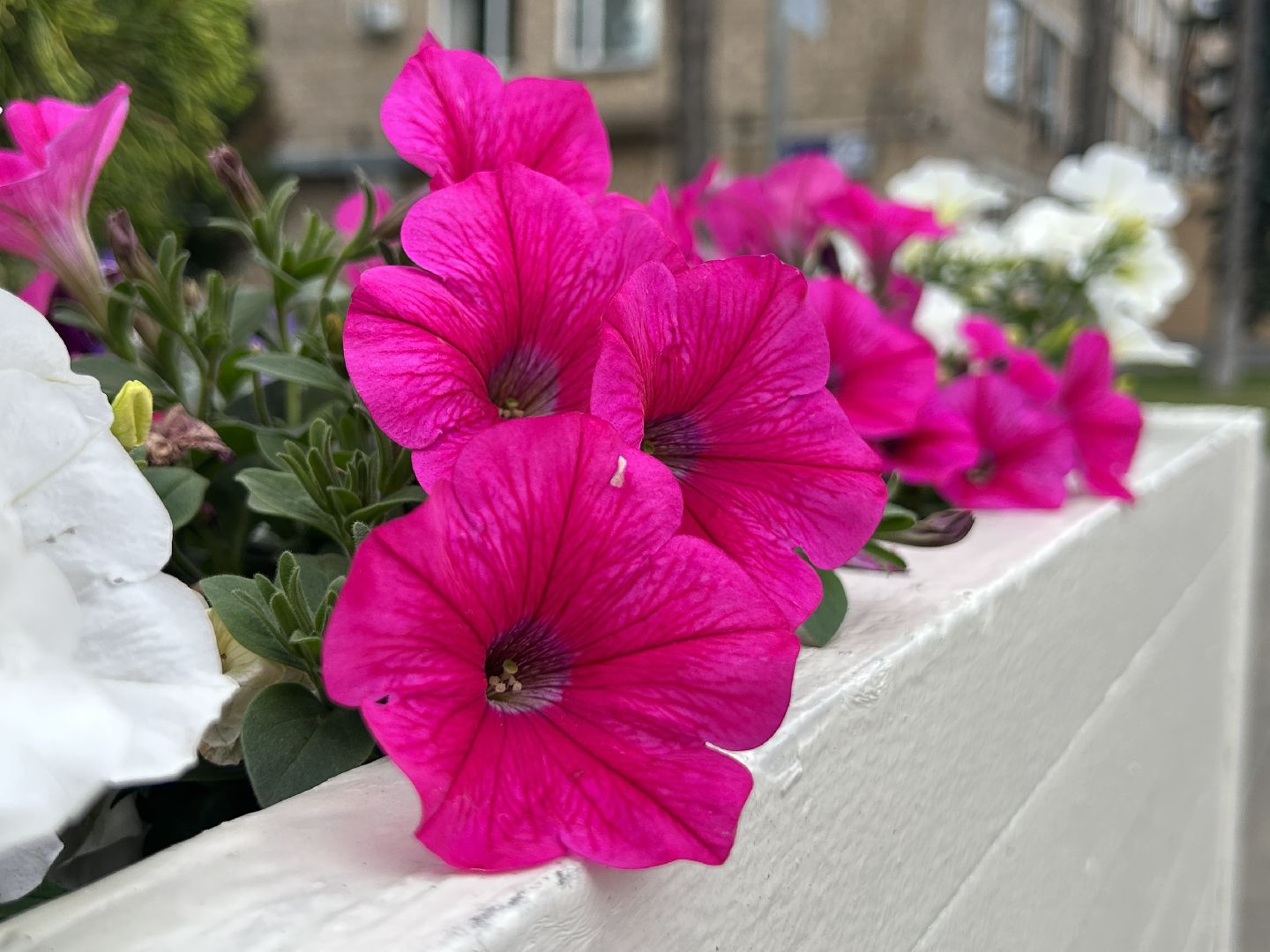 благоустройство, Щёлково