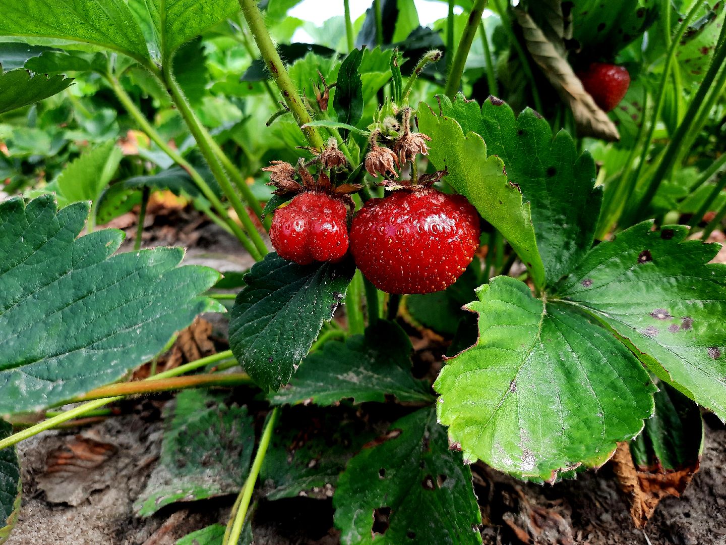 #шатура, #клубника, #уражай, #дача, #природа