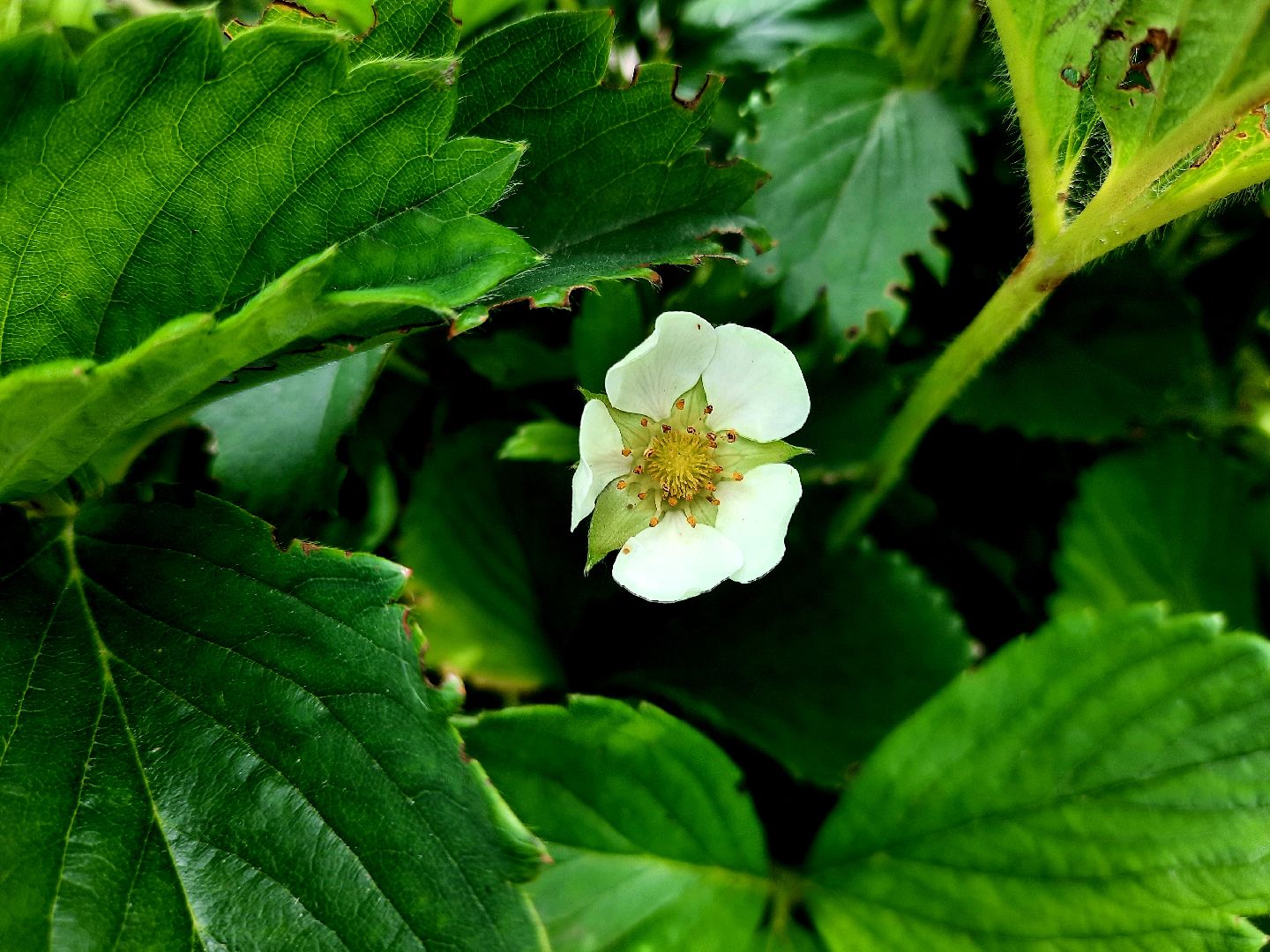 #шатура, #клубника, #уражай, #дача, #природа