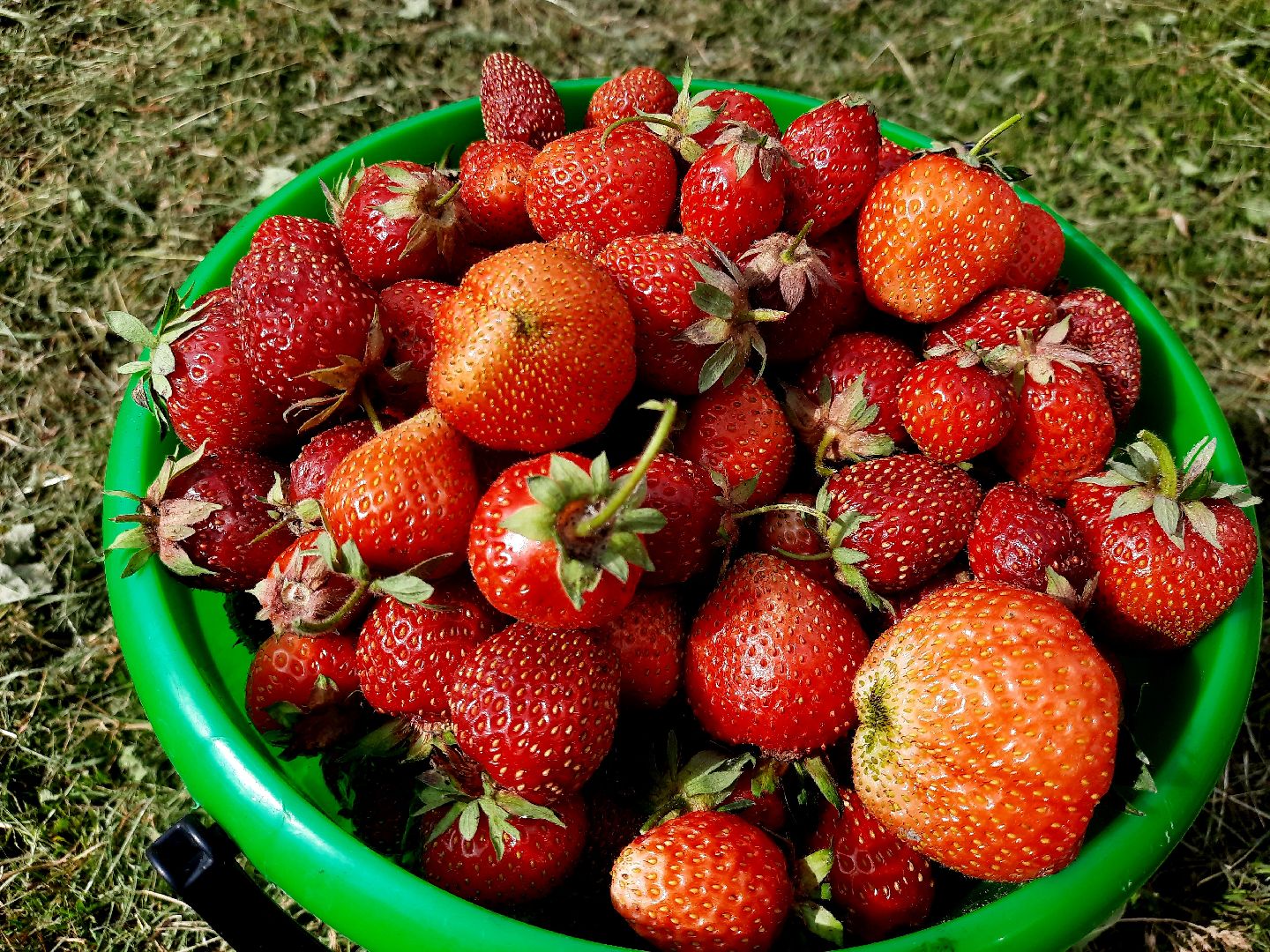 #шатура, #клубника, #уражай, #дача, #природа