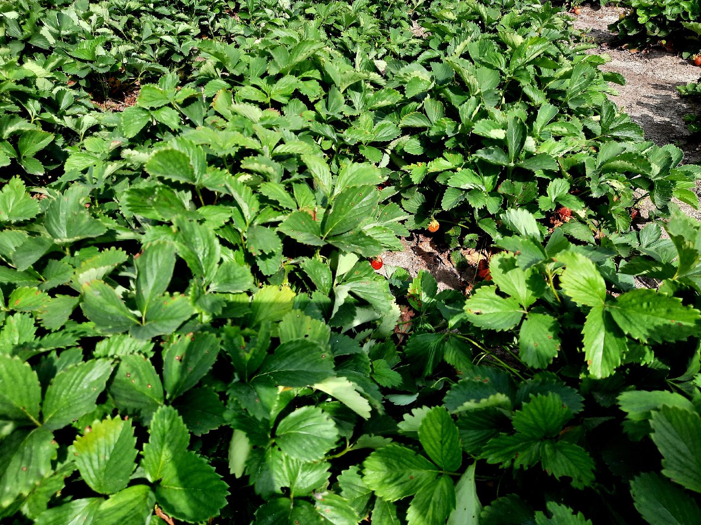 #шатура, #клубника, #уражай, #дача, #природа