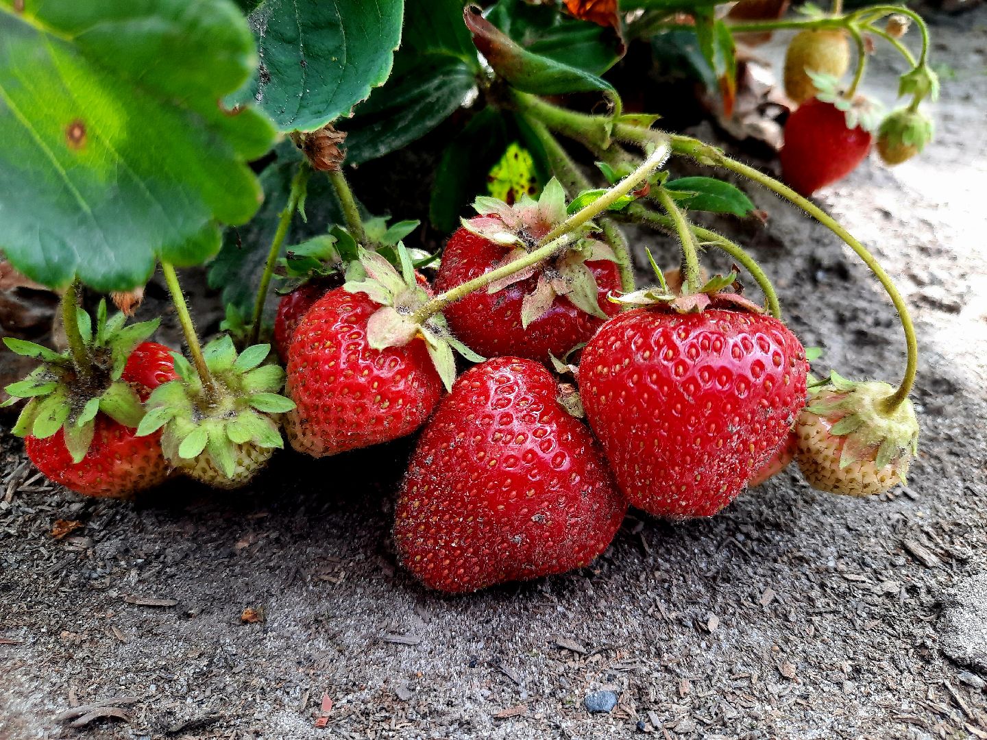 #шатура, #клубника, #уражай, #дача, #природа