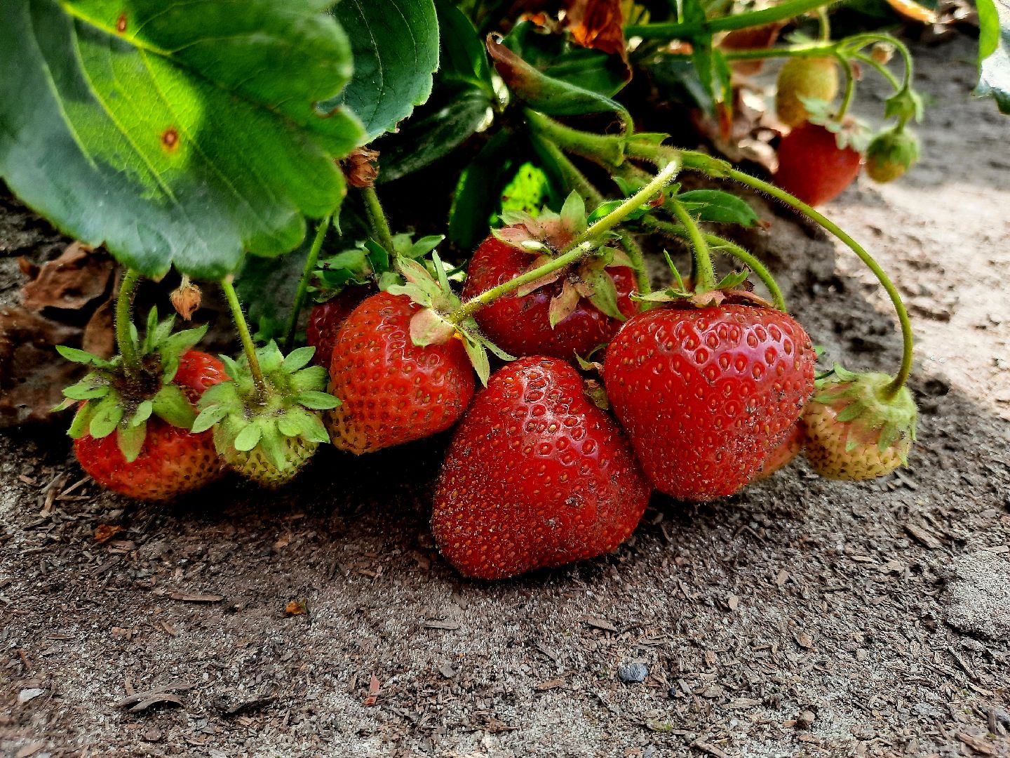 #шатура, #клубника, #уражай, #дача, #природа