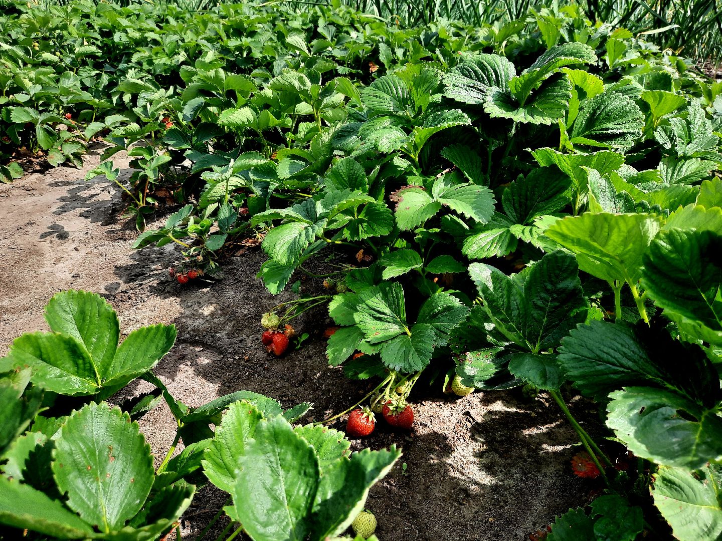 #шатура, #клубника, #уражай, #дача, #природа