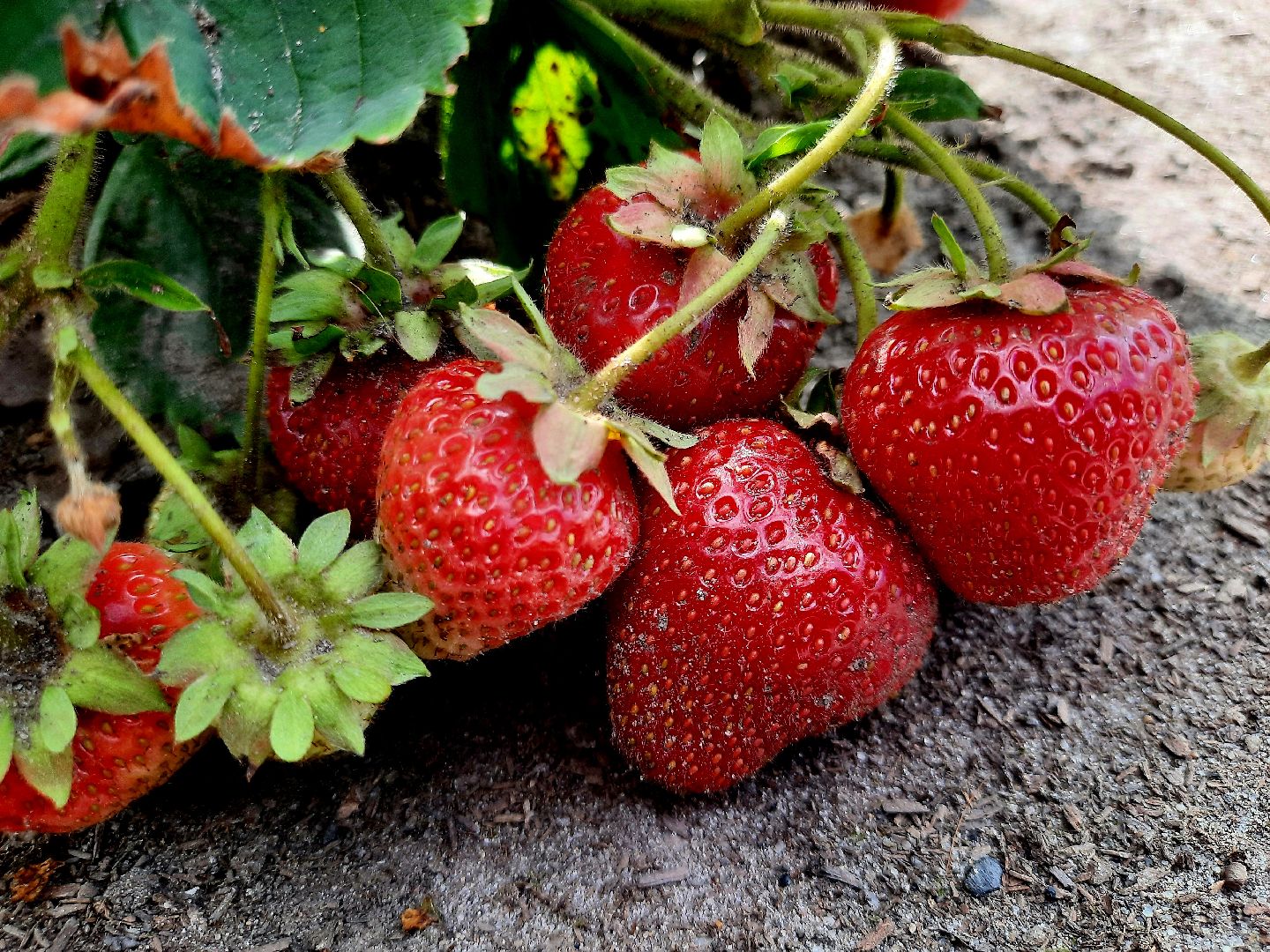 #шатура, #клубника, #уражай, #дача, #природа