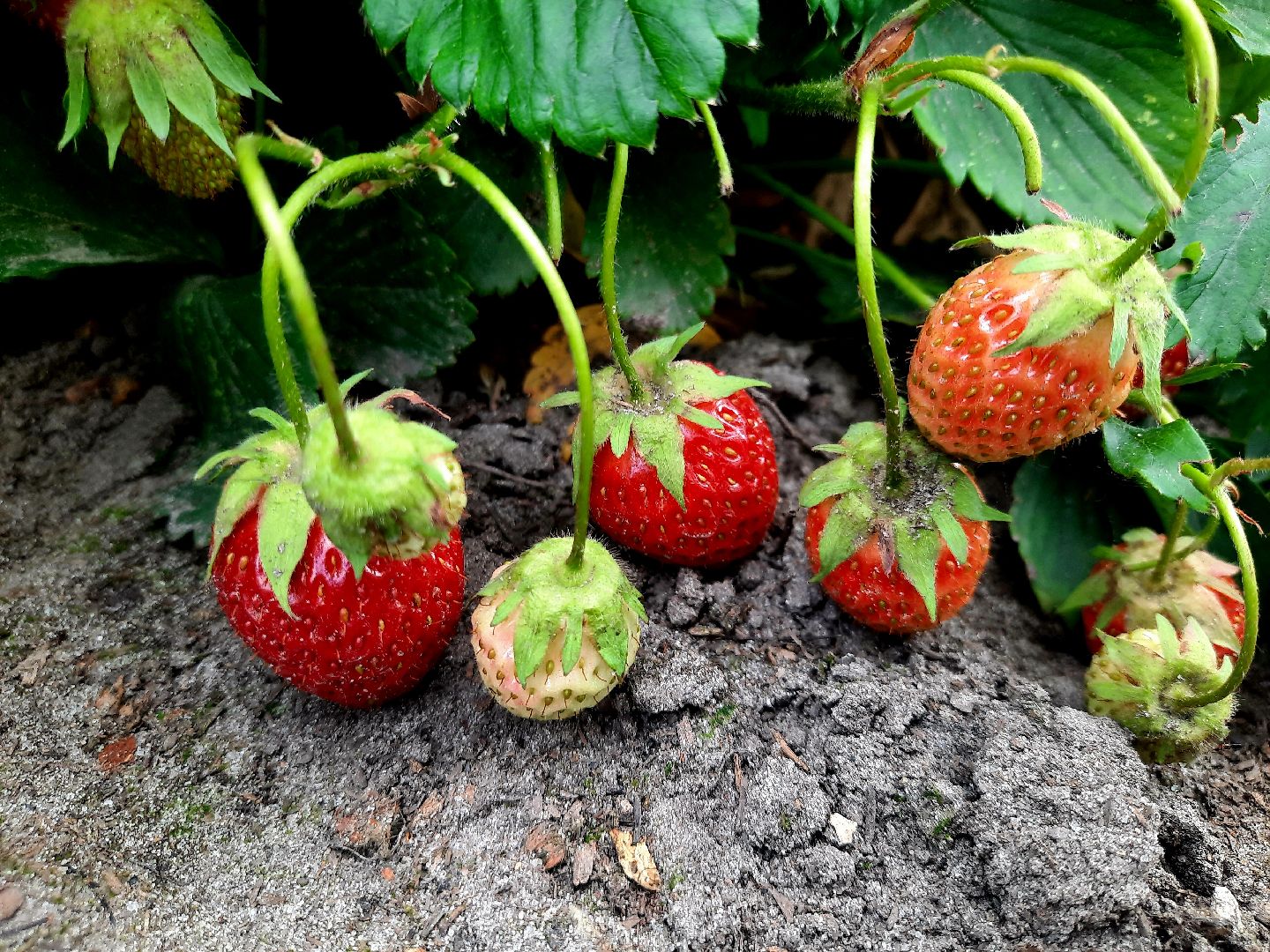 #шатура, #клубника, #уражай, #дача, #природа