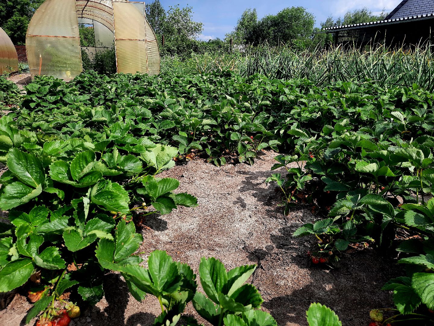 #шатура, #клубника, #уражай, #дача, #природа