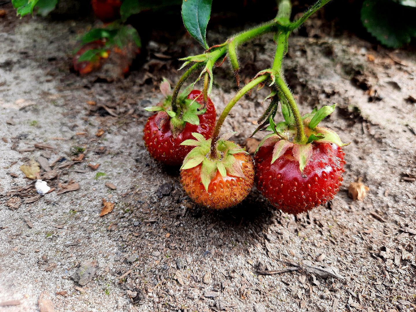 #шатура, #клубника, #уражай, #дача, #природа