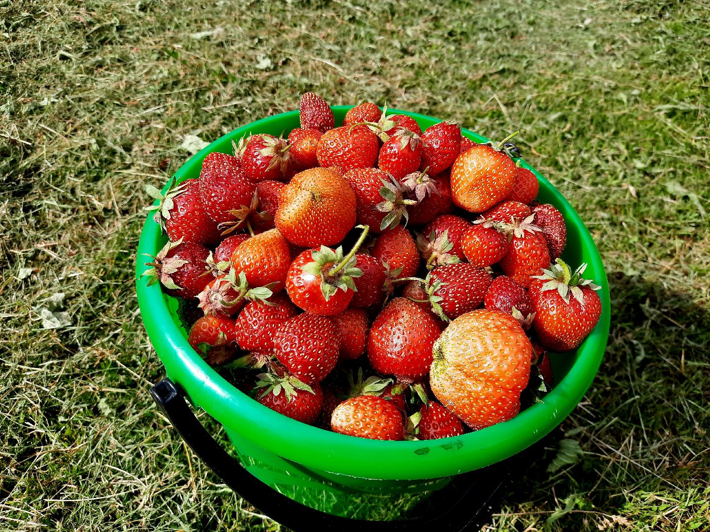 #шатура, #клубника, #уражай, #дача, #природа