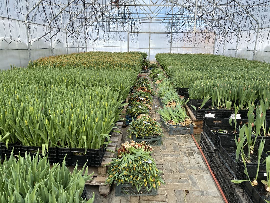 Тюльпаны, теплица, 8 марта, Чехов