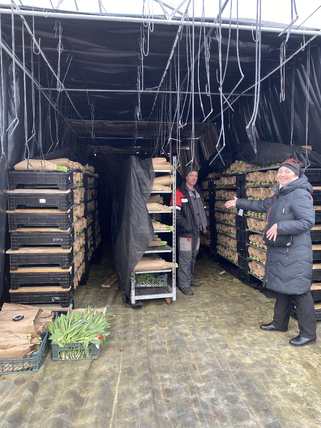 Тюльпаны, теплица, 8 марта, Чехов