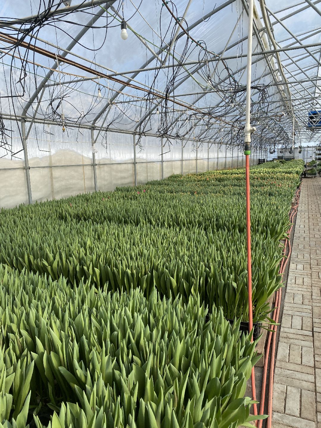 Тюльпаны, теплица, 8 марта, Чехов