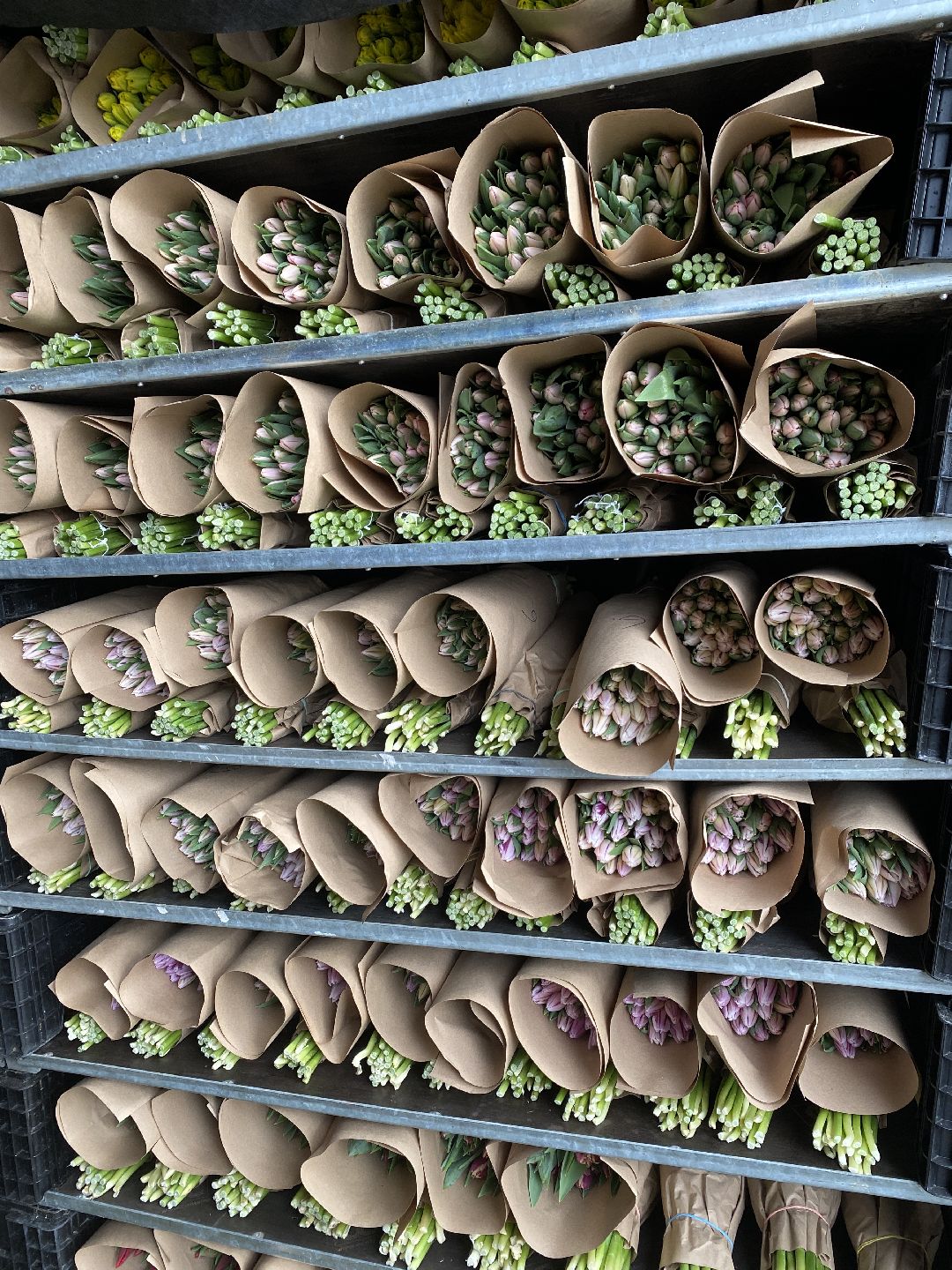 Тюльпаны, теплица, 8 марта, Чехов