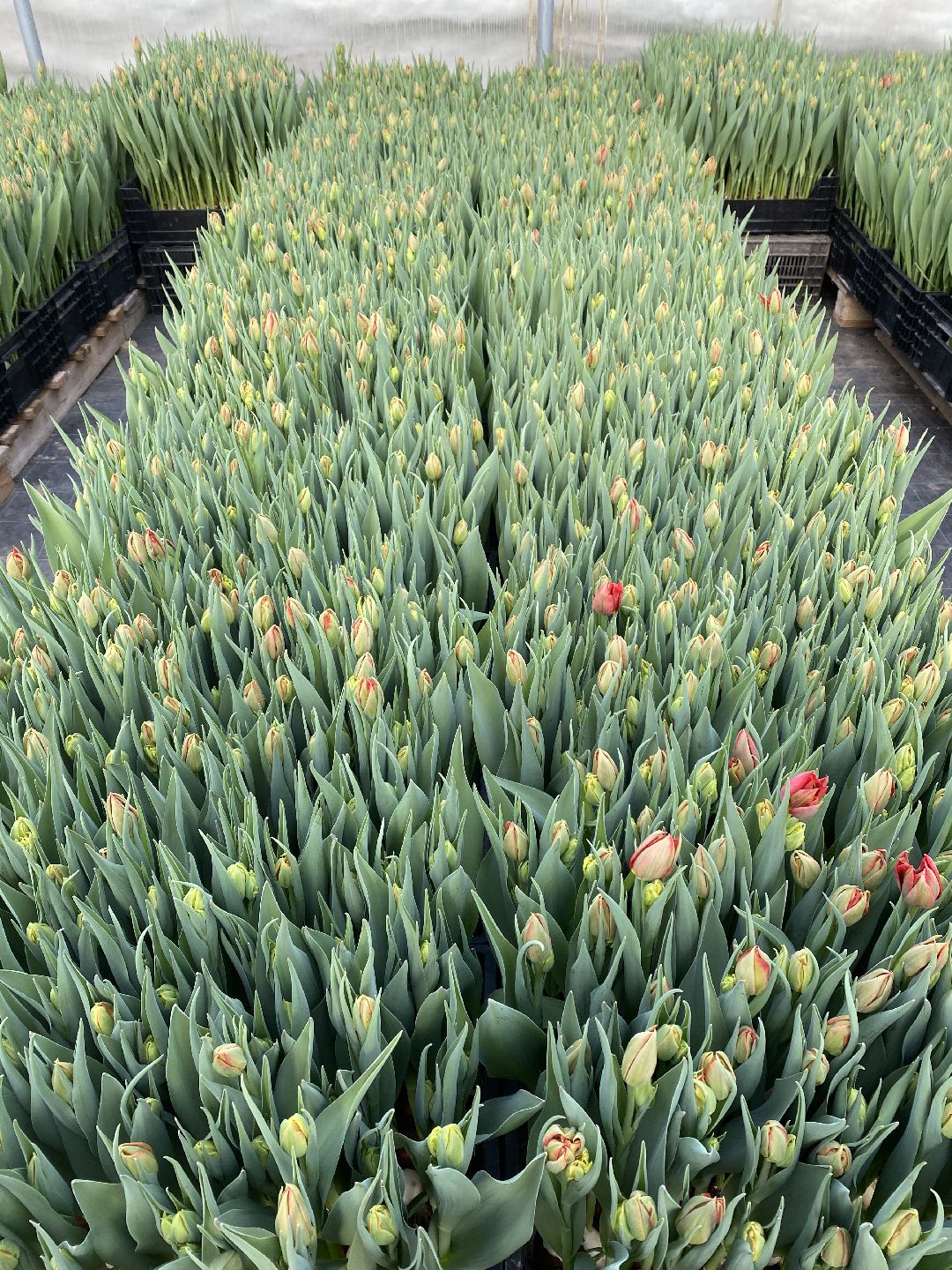 Тюльпаны, теплица, 8 марта, Чехов