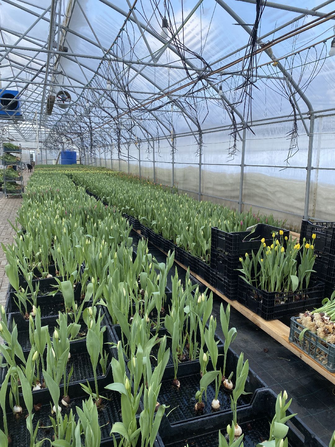 Тюльпаны, теплица, 8 марта, Чехов