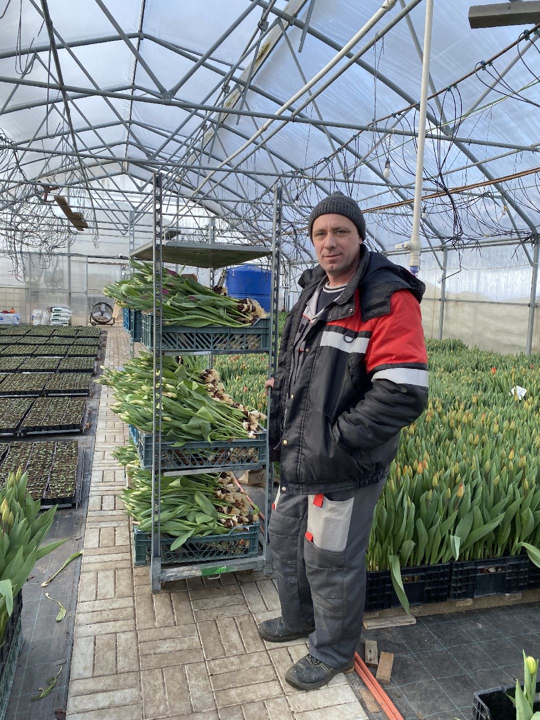 Тюльпаны, теплица, 8 марта, Чехов