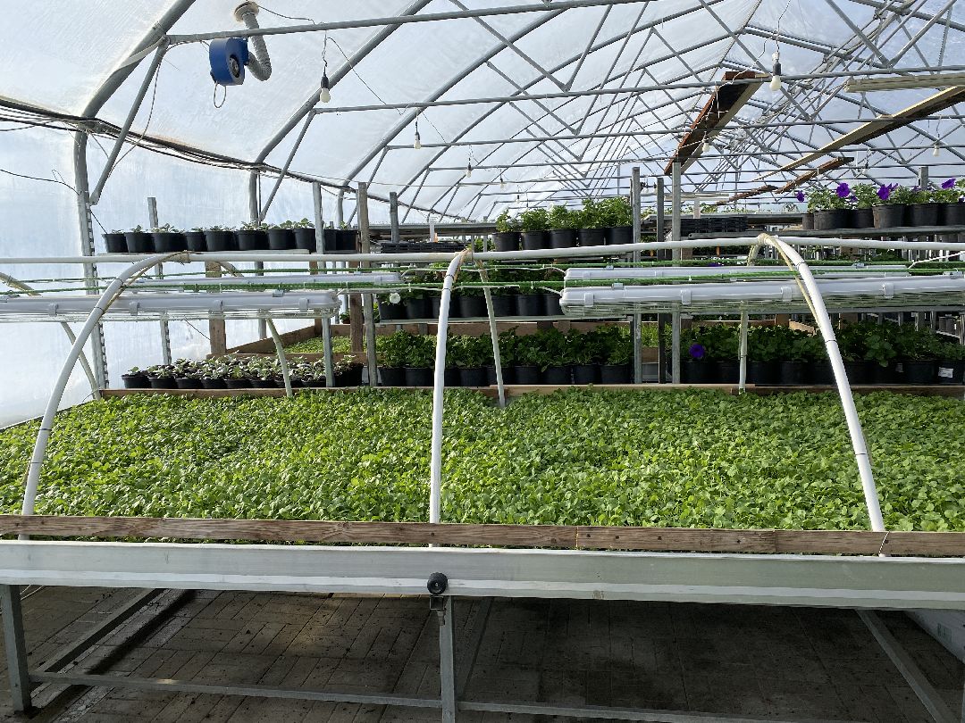 Тюльпаны, теплица, 8 марта, Чехов