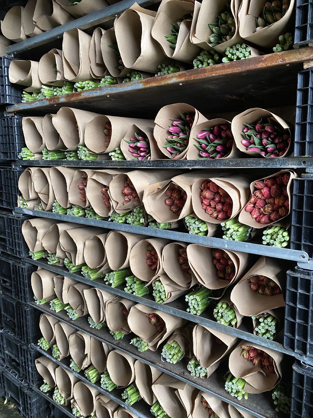 Тюльпаны, теплица, 8 марта, Чехов