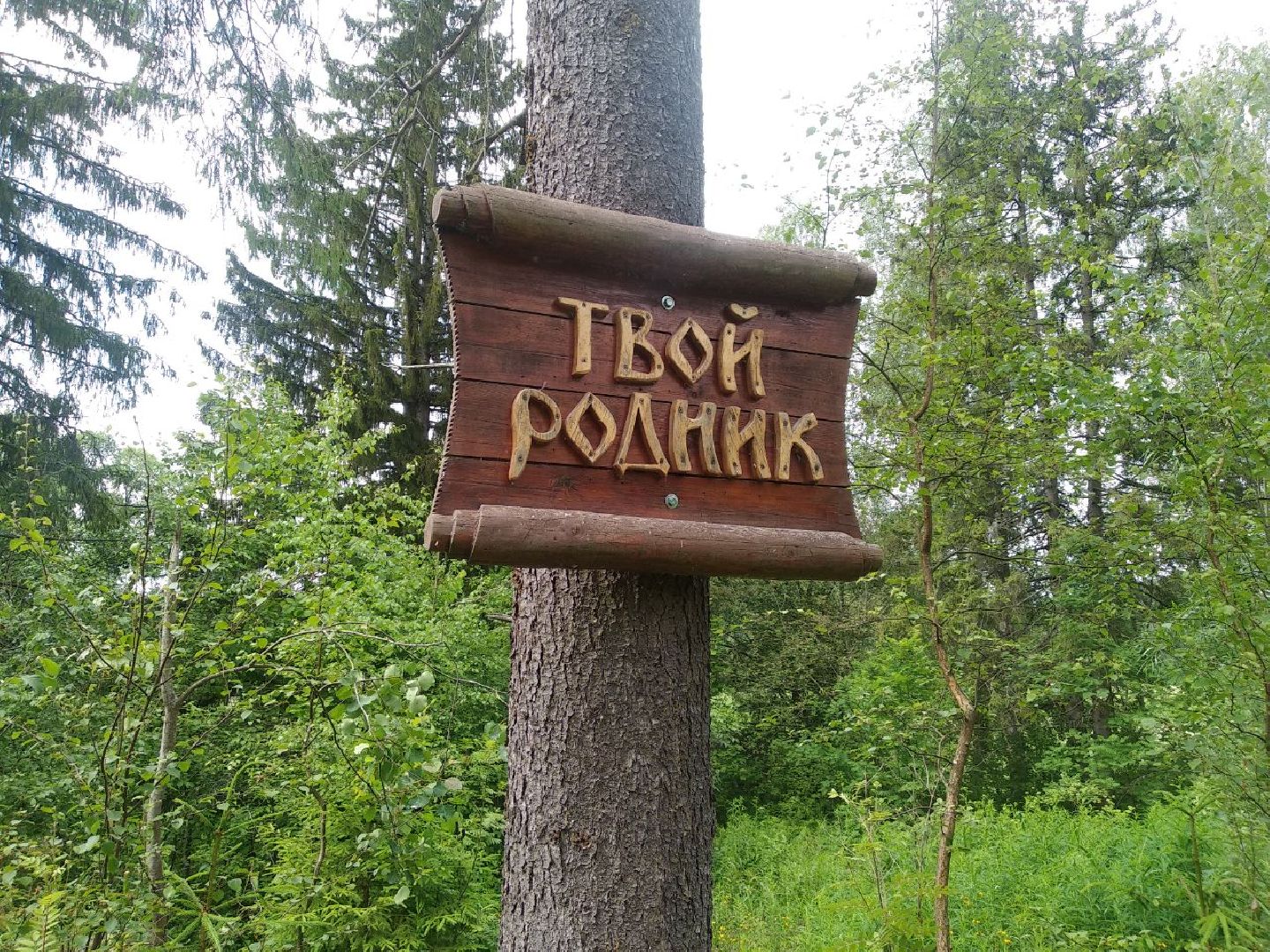 Дмитров, деревня Свистуха, Комитет лесного хозяйства МО