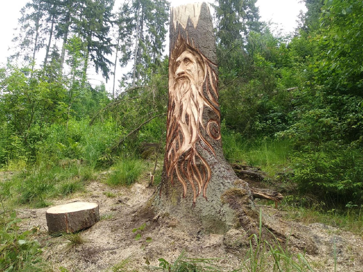 Дмитров, деревня Свистуха, Комитет лесного хозяйства МО