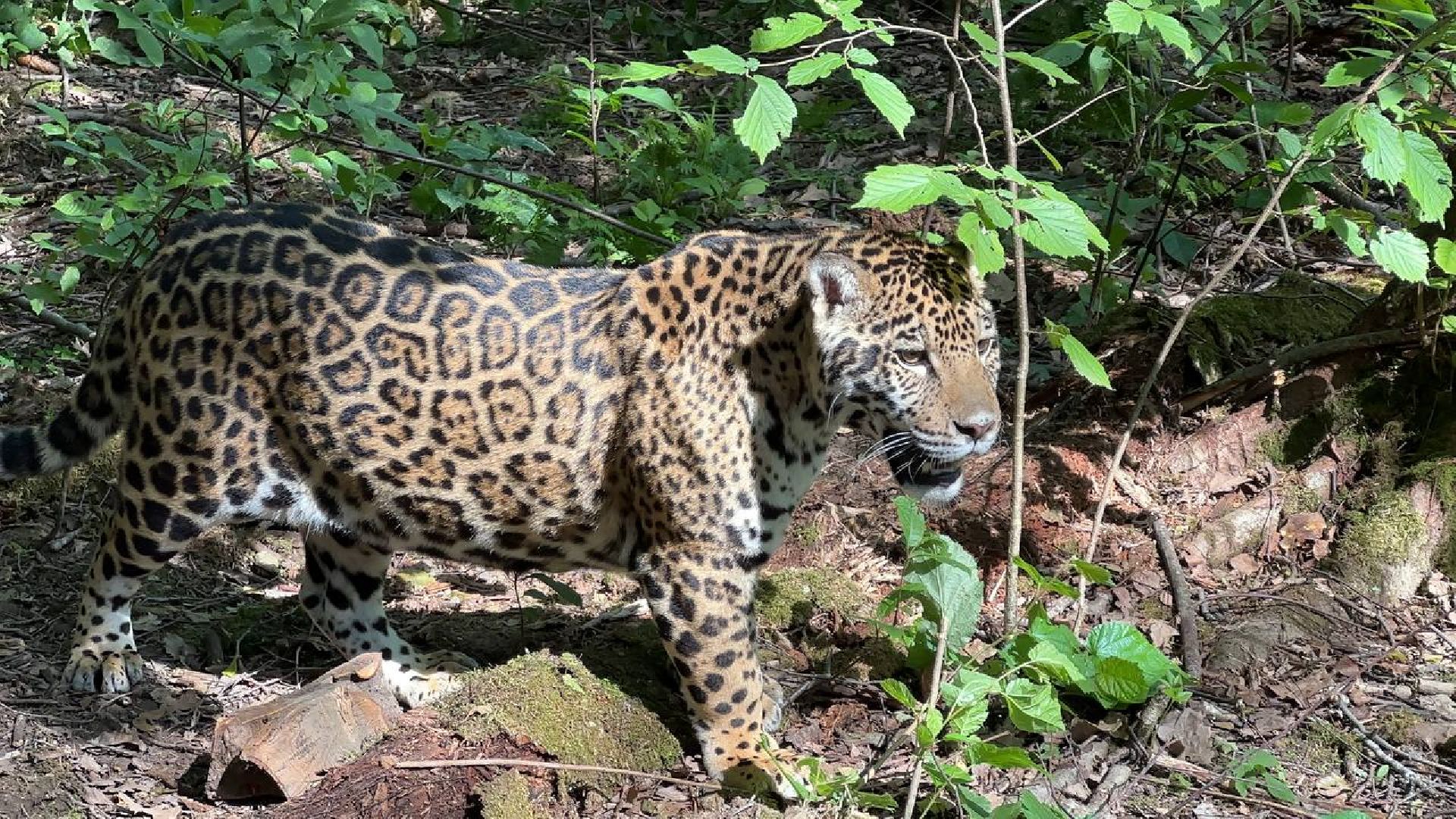 Можайск, Можайский городской округ, Подмосковье, туризм, сафари-парк, парк тигров, львы, ягуары, тигры, дикие животные, хищники, кошки