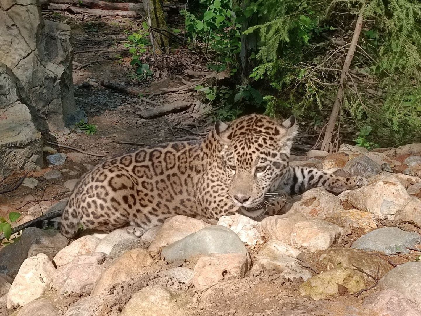 Можайск, Можайский городской округ, Подмосковье, туризм, сафари-парк, парк тигров, львы, ягуары, тигры, дикие животные, хищники, кошки