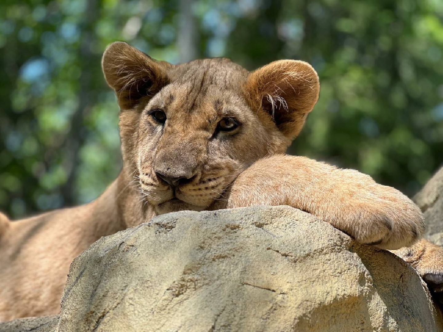 Можайск, Можайский городской округ, Подмосковье, туризм, сафари-парк, парк тигров, львы, ягуары, тигры, дикие животные, хищники, кошки