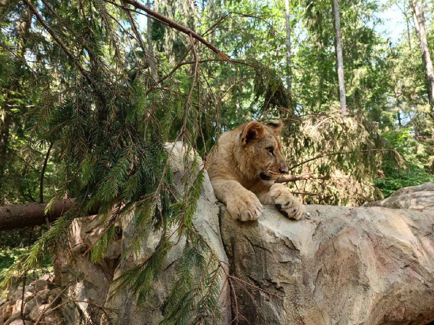 Можайск, Можайский городской округ, Подмосковье, туризм, сафари-парк, парк тигров, львы, ягуары, тигры, дикие животные, хищники, кошки