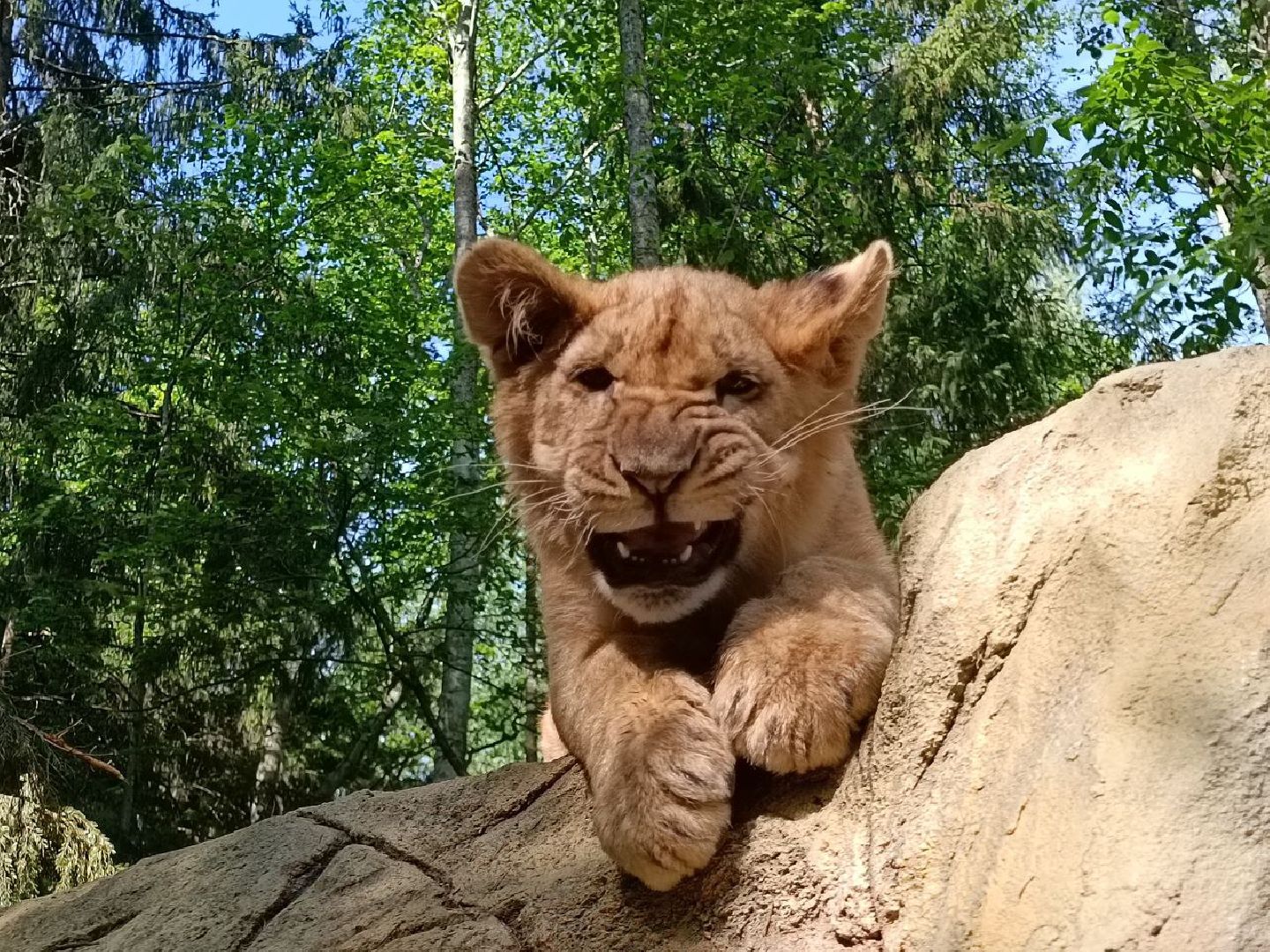 Можайск, Можайский городской округ, Подмосковье, туризм, сафари-парк, парк тигров, львы, ягуары, тигры, дикие животные, хищники, кошки