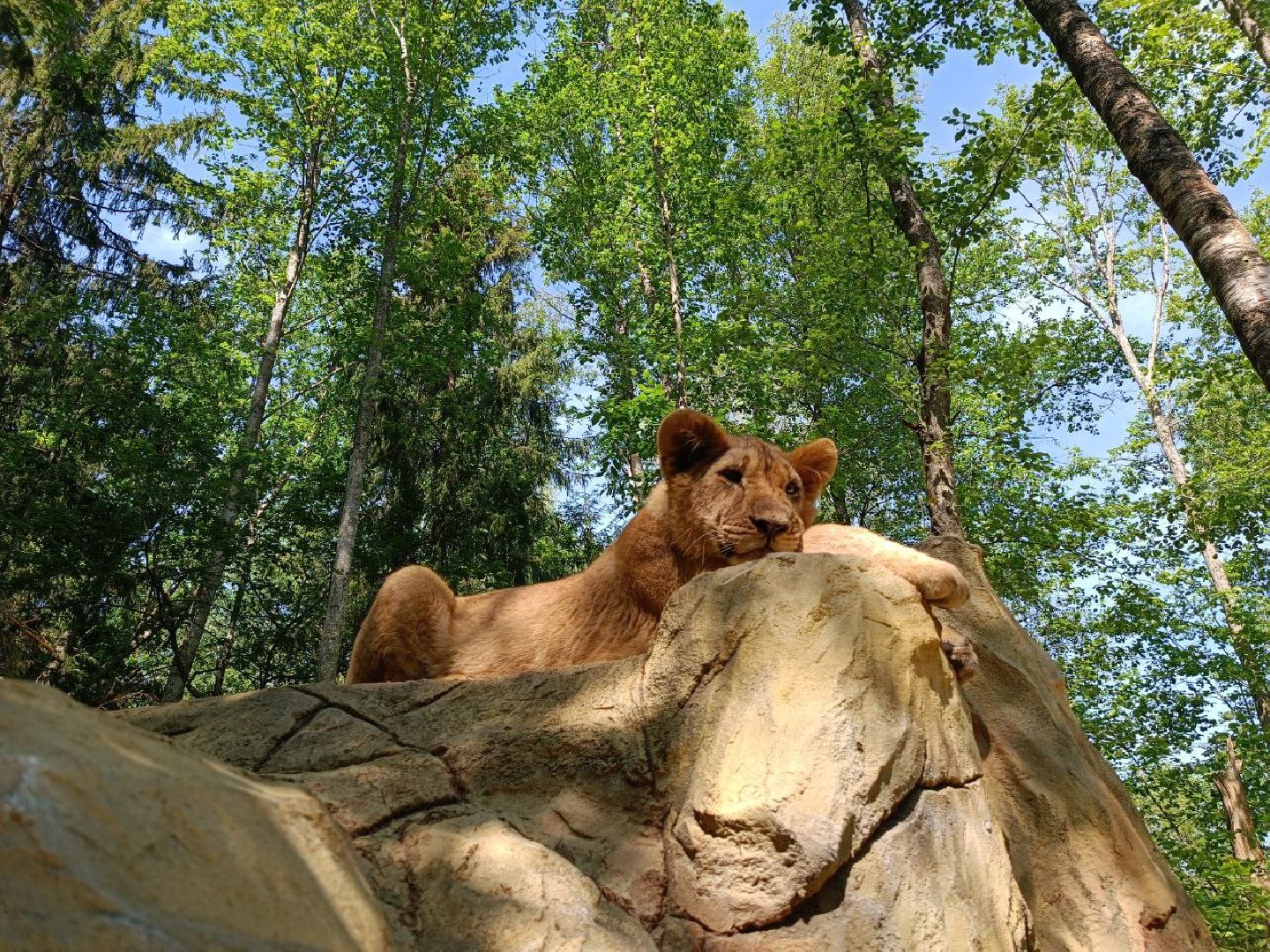Можайск, Можайский городской округ, Подмосковье, туризм, сафари-парк, парк тигров, львы, ягуары, тигры, дикие животные, хищники, кошки
