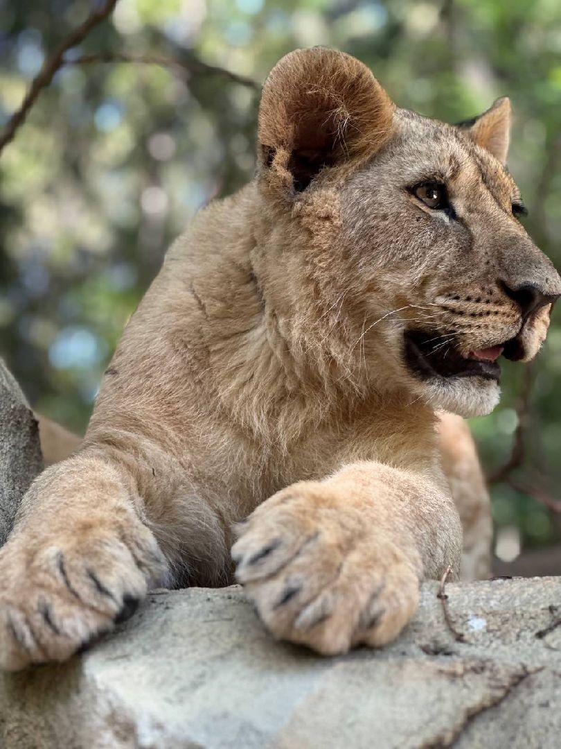 Можайск, Можайский городской округ, Подмосковье, туризм, сафари-парк, парк тигров, львы, ягуары, тигры, дикие животные, хищники, кошки