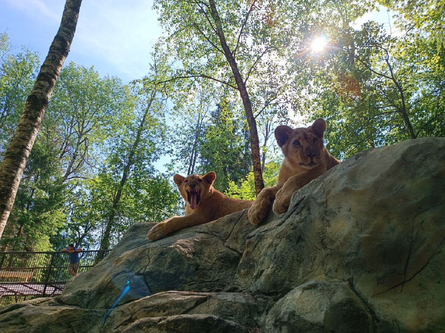Можайск, Можайский городской округ, Подмосковье, туризм, сафари-парк, парк тигров, львы, ягуары, тигры, дикие животные, хищники, кошки