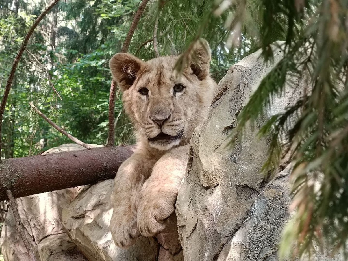 Можайск, Можайский городской округ, Подмосковье, туризм, сафари-парк, парк тигров, львы, ягуары, тигры, дикие животные, хищники, кошки
