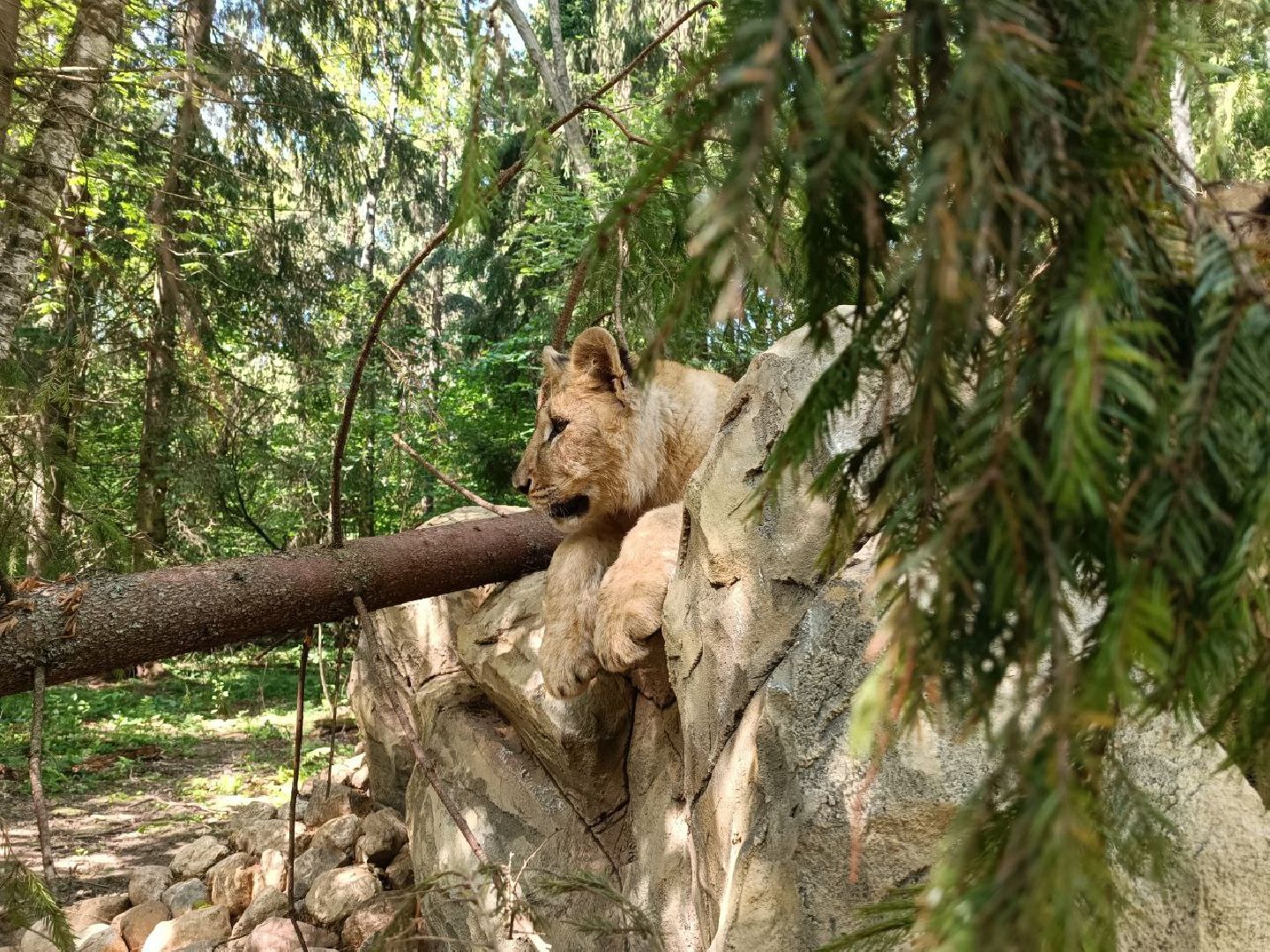 Можайск, Можайский городской округ, Подмосковье, туризм, сафари-парк, парк тигров, львы, ягуары, тигры, дикие животные, хищники, кошки