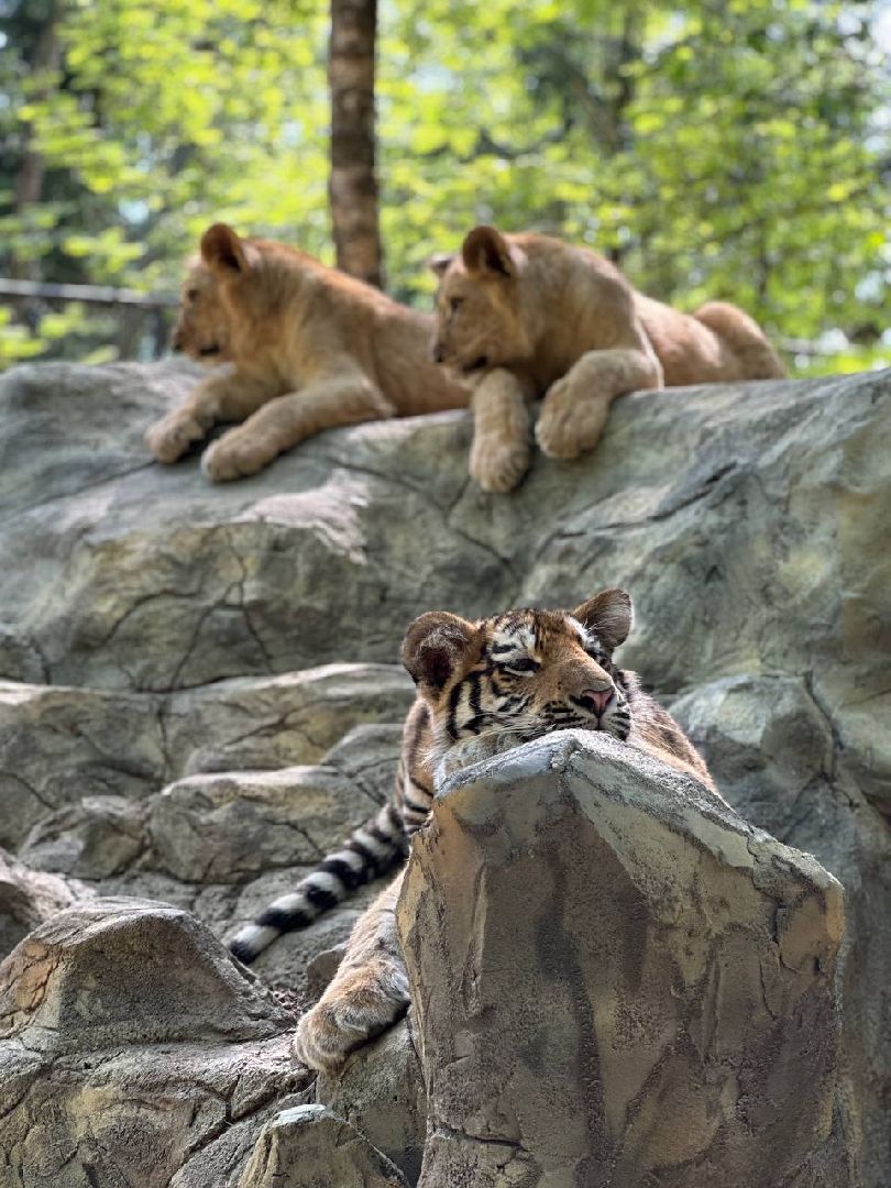Можайск, Можайский городской округ, Подмосковье, туризм, сафари-парк, парк тигров, львы, ягуары, тигры, дикие животные, хищники, кошки
