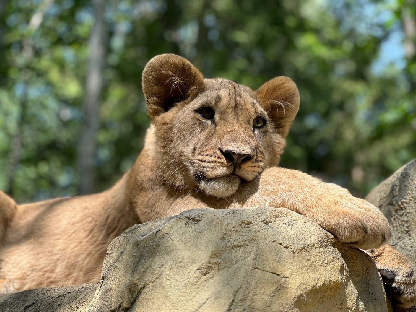 Можайск, Можайский городской округ, Подмосковье, туризм, сафари-парк, парк тигров, львы, ягуары, тигры, дикие животные, хищники, кошки