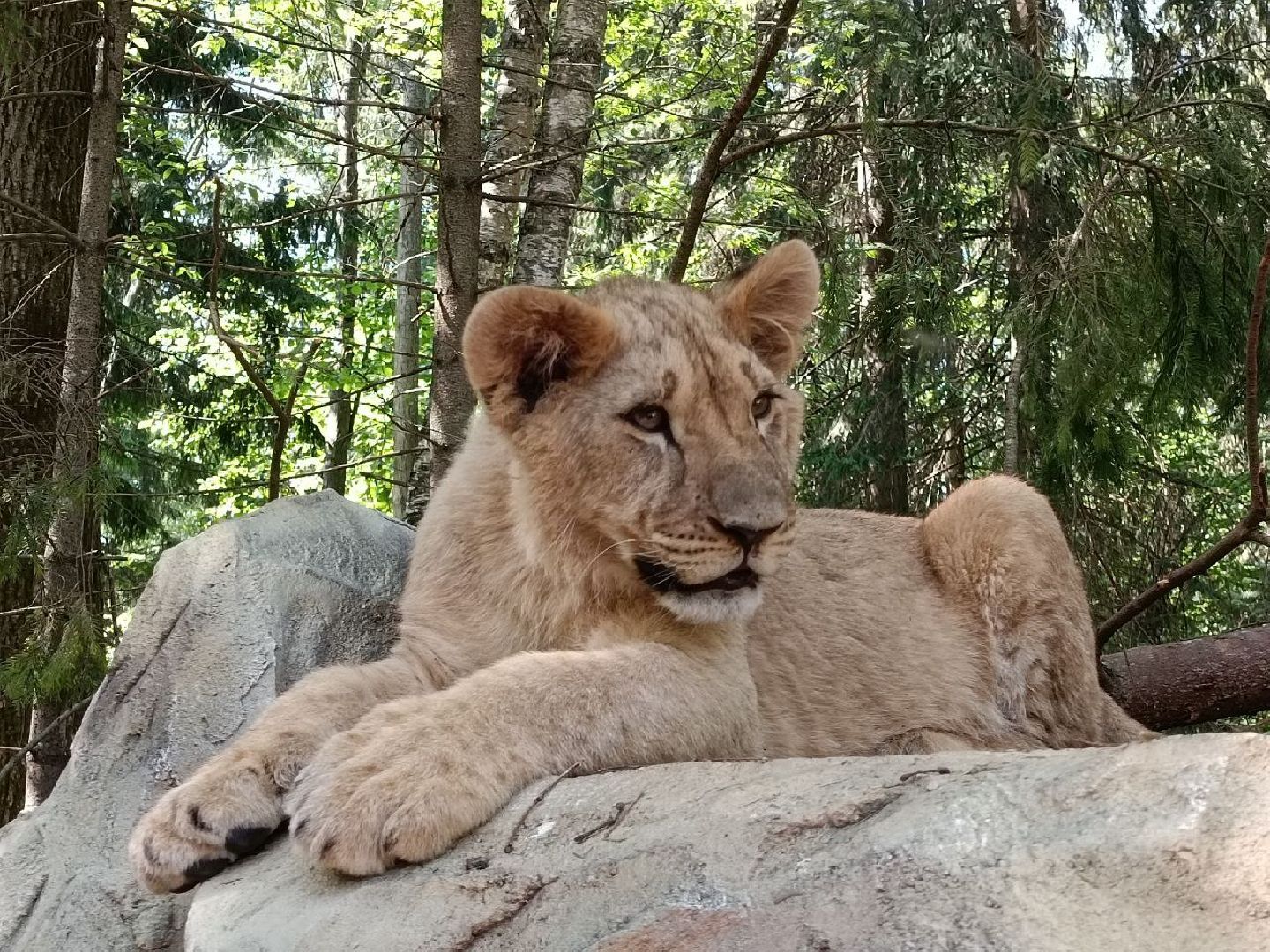 Можайск, Можайский городской округ, Подмосковье, туризм, сафари-парк, парк тигров, львы, ягуары, тигры, дикие животные, хищники, кошки