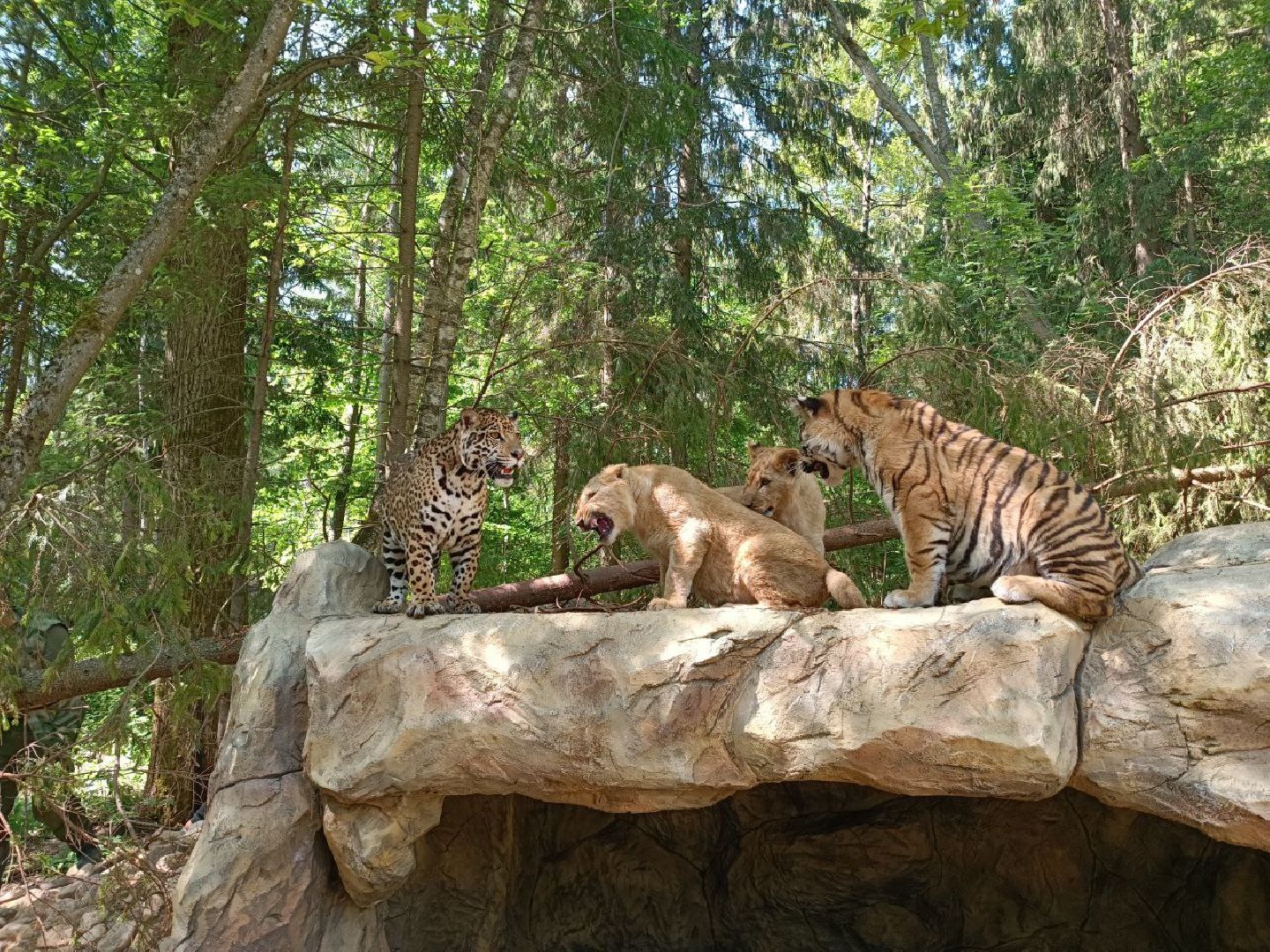 Можайск, Можайский городской округ, Подмосковье, туризм, сафари-парк, парк тигров, львы, ягуары, тигры, дикие животные, хищники, кошки