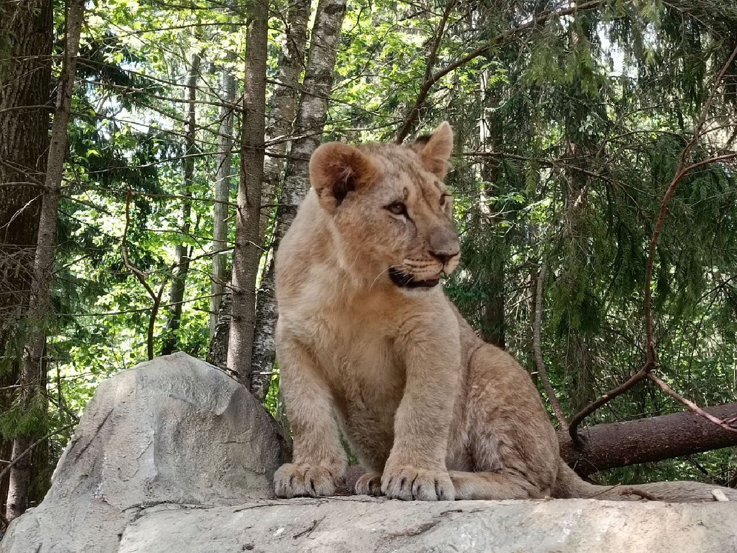 Можайск, Можайский городской округ, Подмосковье, туризм, сафари-парк, парк тигров, львы, ягуары, тигры, дикие животные, хищники, кошки