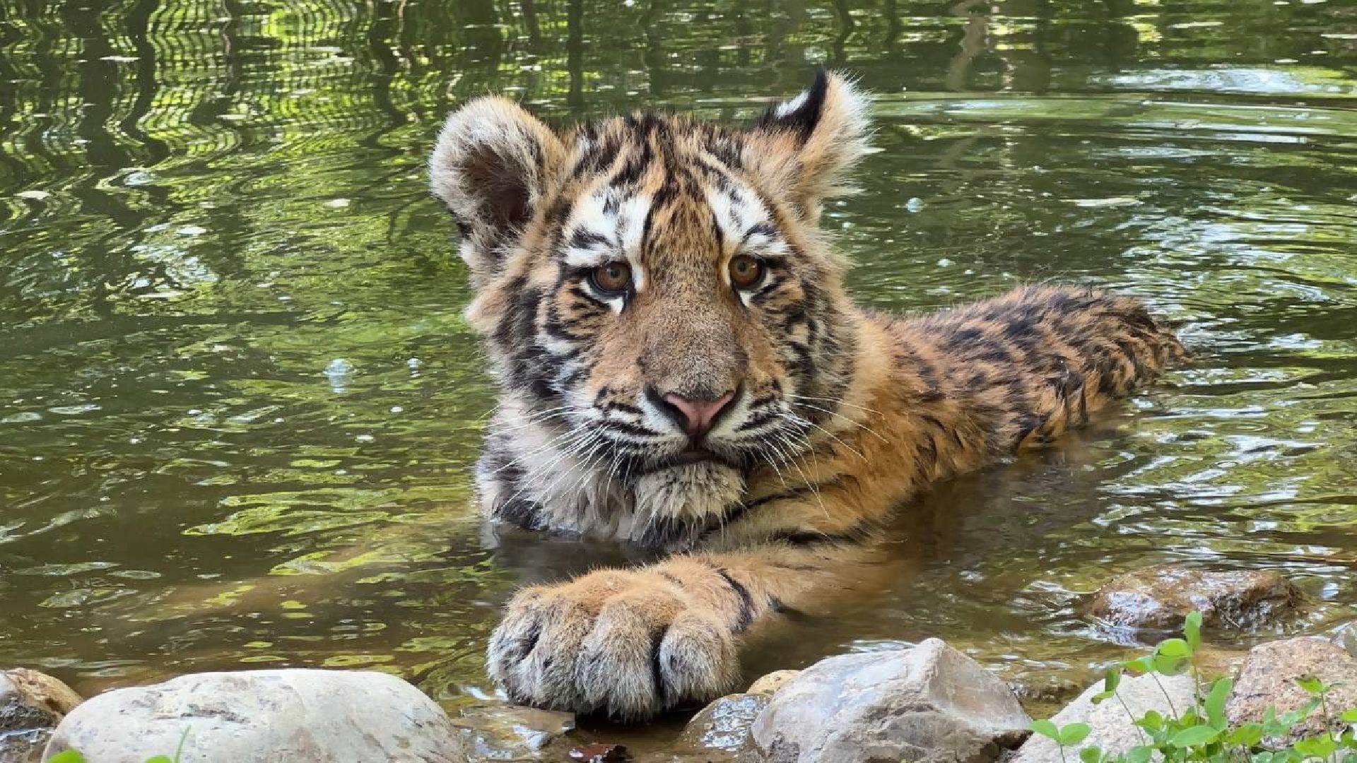 Можайск, Можайский городской округ, Подмосковье, туризм, сафари-парк, парк тигров, львы, ягуары, тигры, дикие животные, хищники, кошки