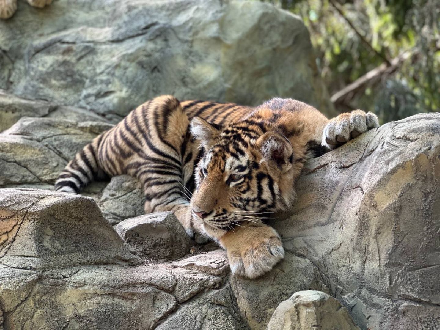Можайск, Можайский городской округ, Подмосковье, туризм, сафари-парк, парк тигров, львы, ягуары, тигры, дикие животные, хищники, кошки