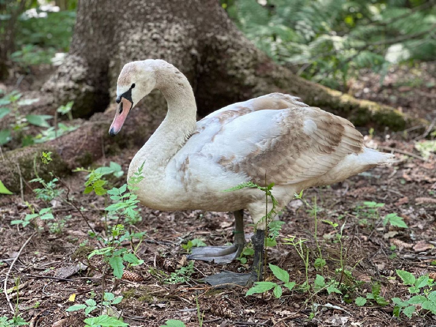 Можайск, Можайский городской округ, Подмосковье, туризм, сафари-парк, парк тигров, львы, ягуары, тигры, дикие животные, хищники, кошки