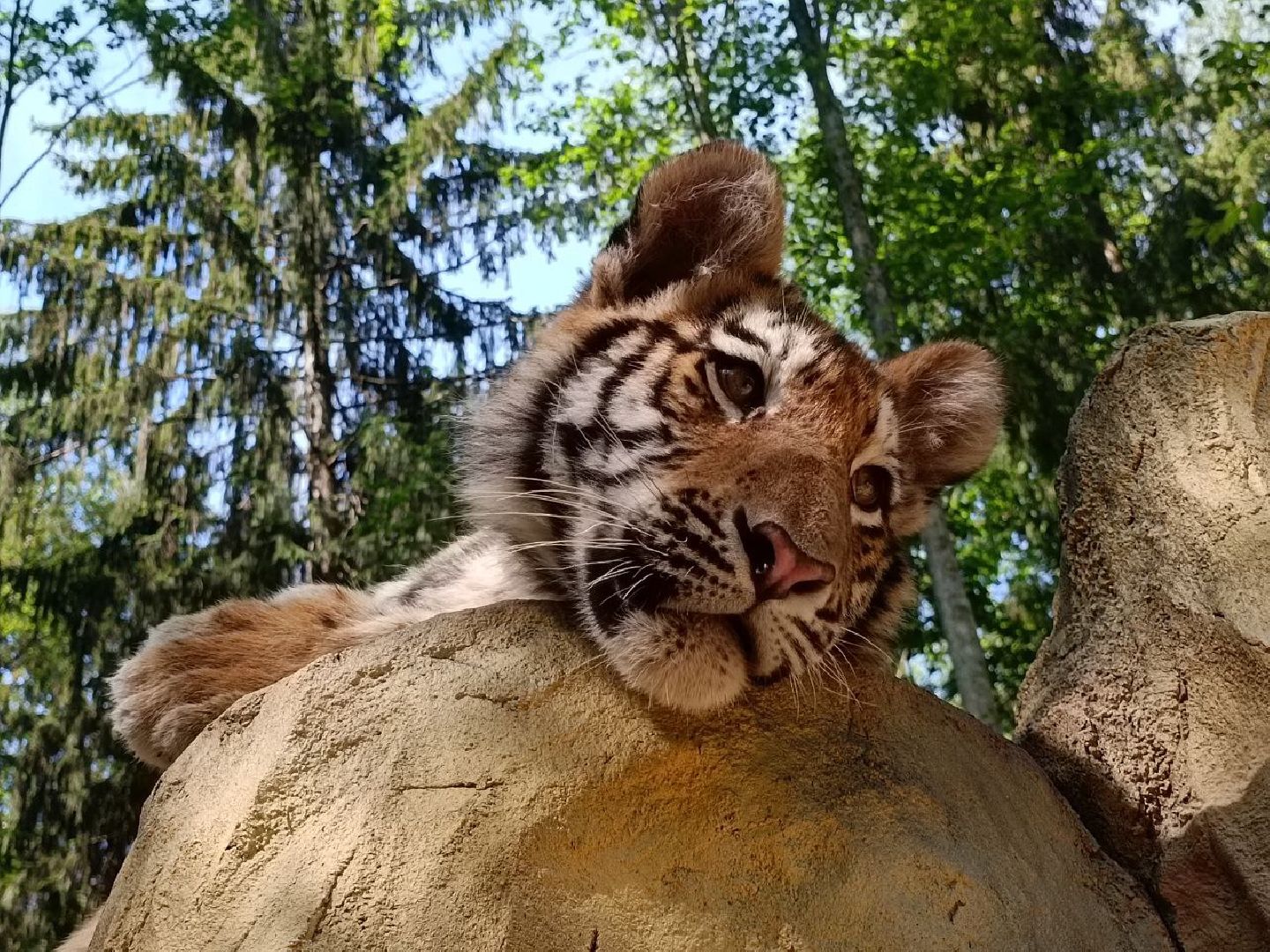 Можайск, Можайский городской округ, Подмосковье, туризм, сафари-парк, парк тигров, львы, ягуары, тигры, дикие животные, хищники, кошки