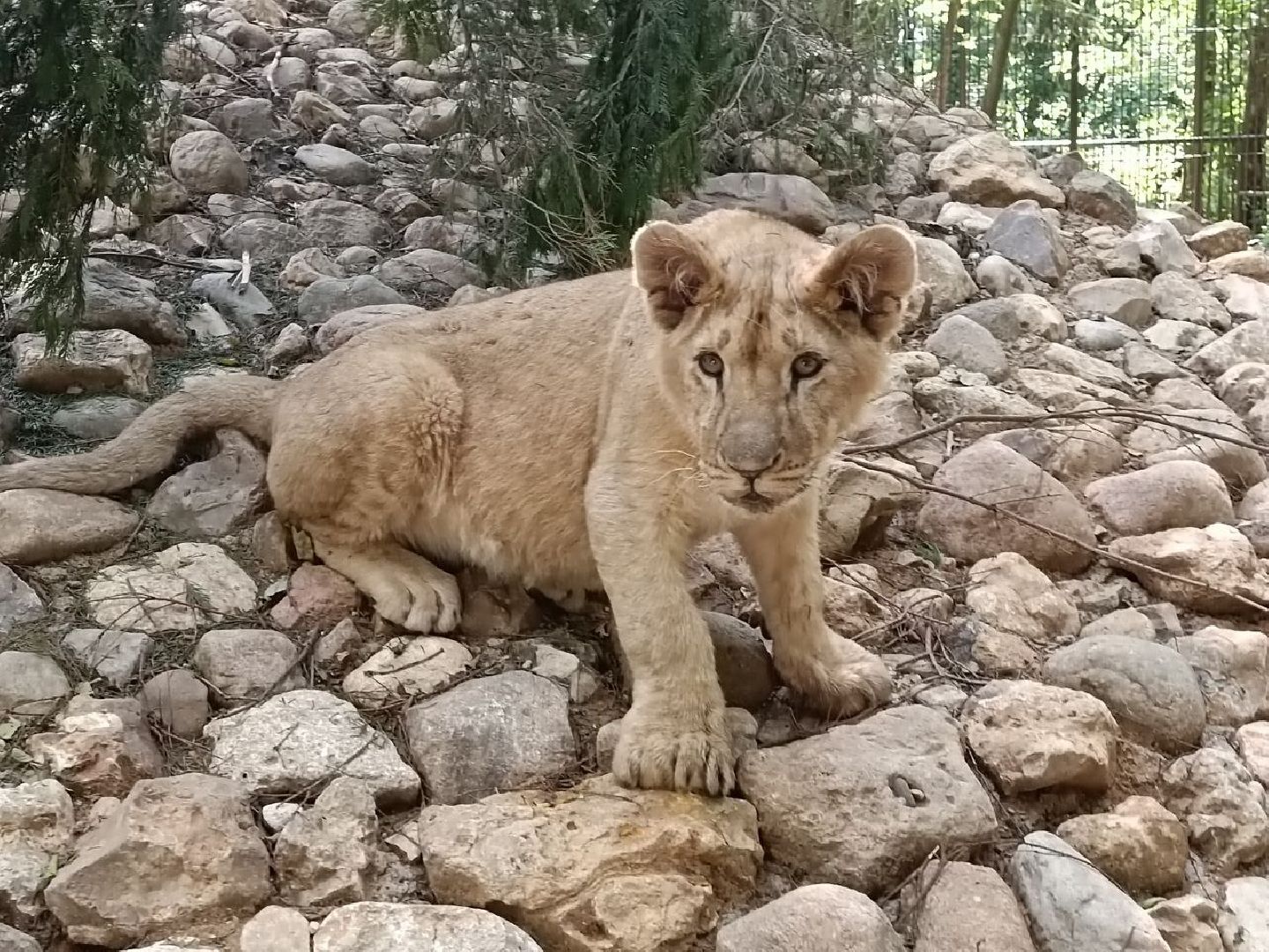 Можайск, Можайский городской округ, Подмосковье, туризм, сафари-парк, парк тигров, львы, ягуары, тигры, дикие животные, хищники, кошки