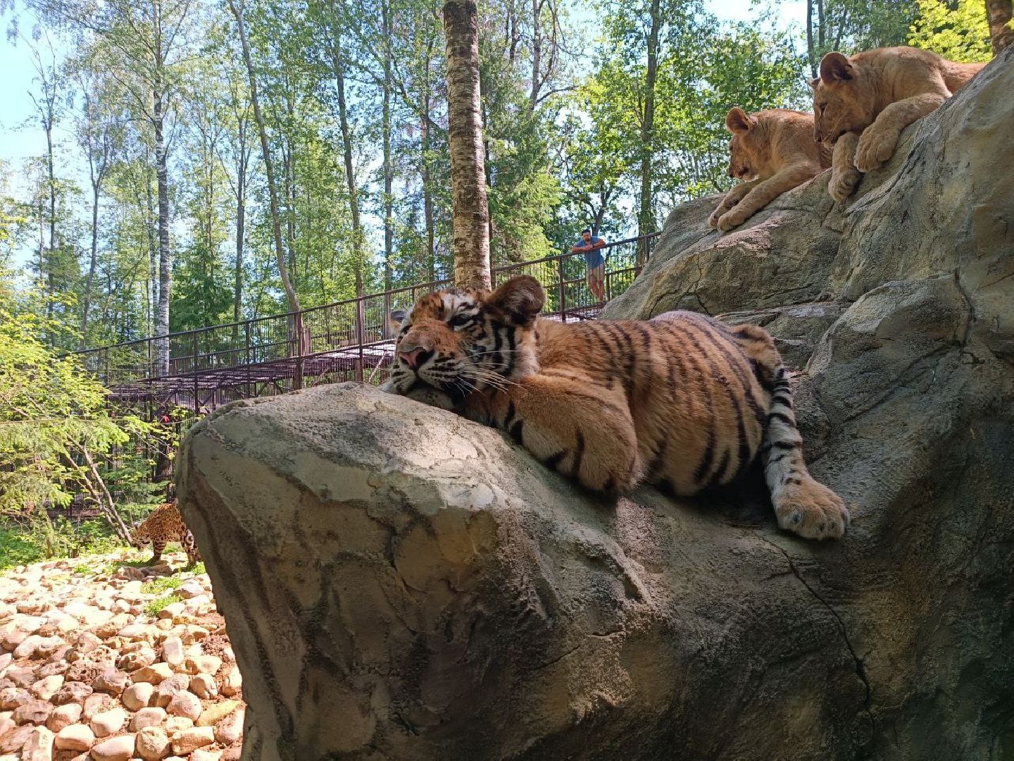 Можайск, Можайский городской округ, Подмосковье, туризм, сафари-парк, парк тигров, львы, ягуары, тигры, дикие животные, хищники, кошки