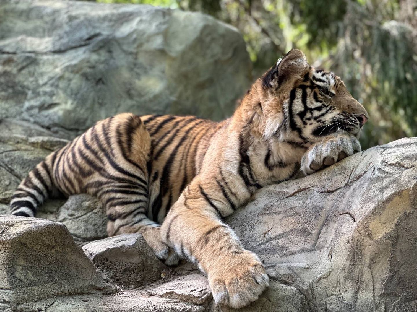 Можайск, Можайский городской округ, Подмосковье, туризм, сафари-парк, парк тигров, львы, ягуары, тигры, дикие животные, хищники, кошки